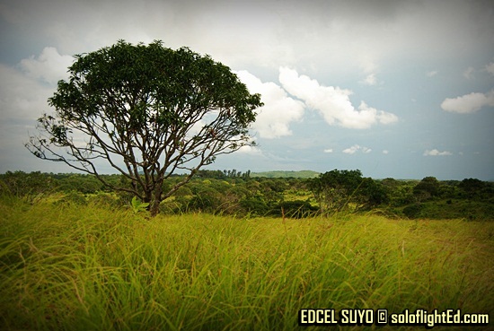 cogon grass in Guimaras