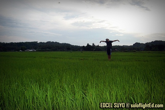 ricefields in Navalas, Guimaras