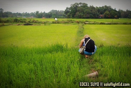 rice field in Navalas, Guimaras