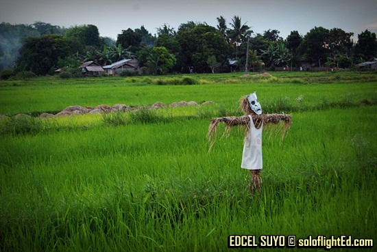 ricefields in Navalas, Guimaras
