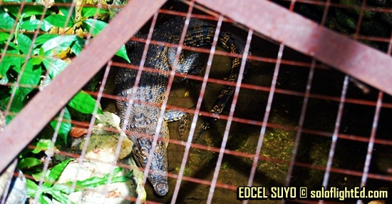 crocodile in Riverstone Castle