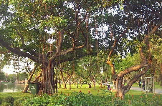 Chatuchak Park Chatuchak Park