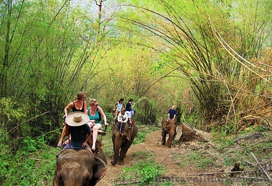 elephant ride in chiang mai elephant ride in chiang mai