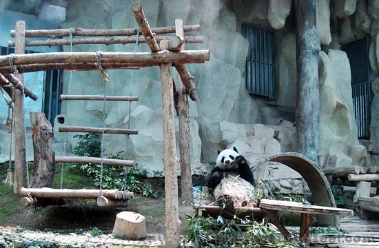 panda at chiang mai zoo panda at chiang mai zoo