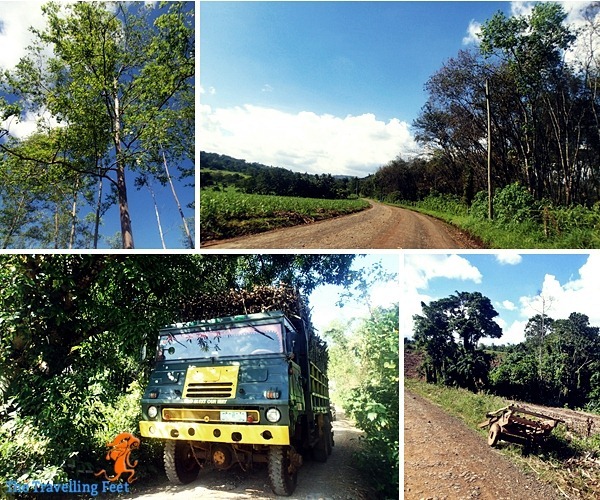 road going to Lake Apo in Valencia Bukidnon road going to Lake Apo in Valencia Bukidnon