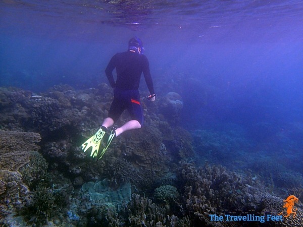 freediving in moalboal freediving in moalboal