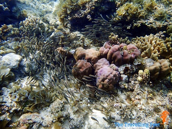 marine life in moalboal marine life in moalboal