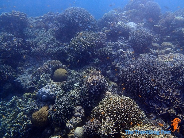 moalboal marine life moalboal marine life