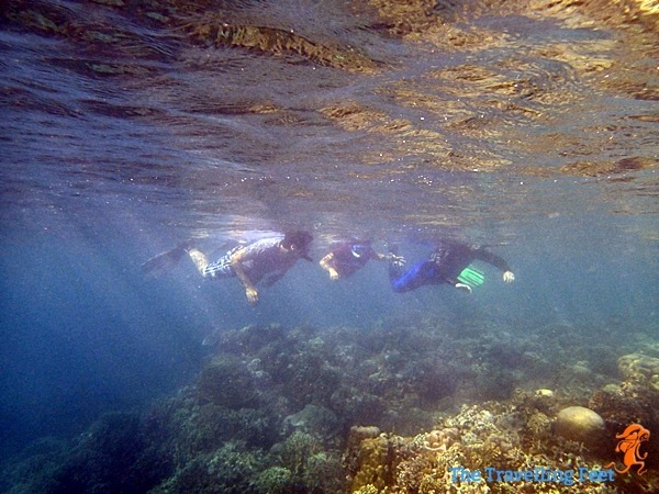 snorkelling at moalboal cebu snorkelling at moalboal cebu