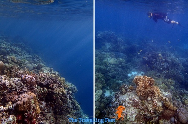 snorkelling in moalboal cebu snorkelling in moalboal cebu