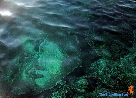 underwater scene at Pescador Island underwater scene at Pescador Island