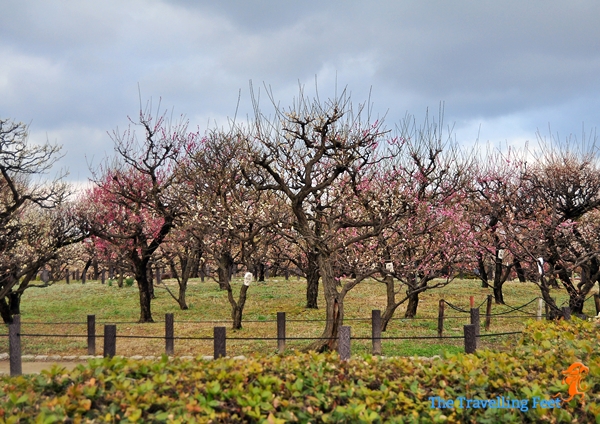 Japan: Admiring The Plum Garden In Osaka